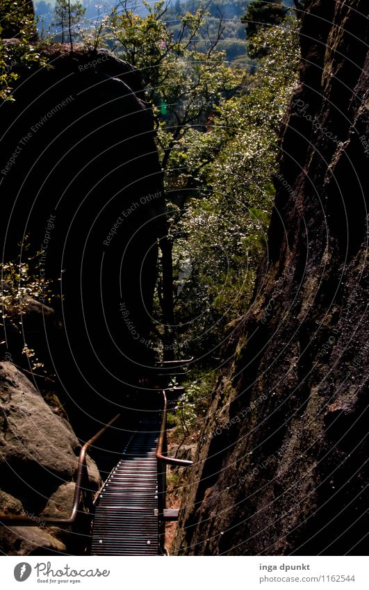 canyon path Environment Nature Landscape Plant Beautiful weather Tree Forest Rock Mountain Canyon Valley Cervice Rock formation Saxony Saxon Switzerland Natural