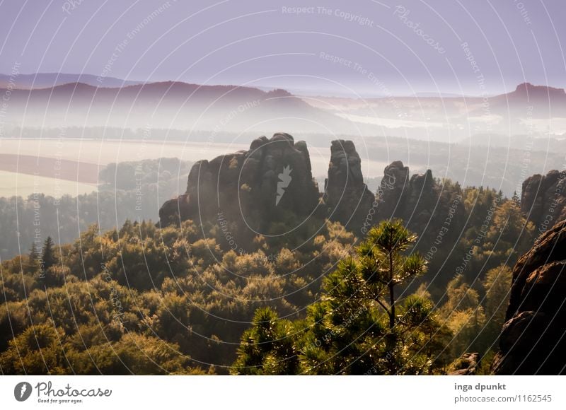 Saxon Switzerland Environment Nature Landscape Summer Weather Beautiful weather Plant Tree Forest Rock Saxony National Park Bad Schandau Natural Warmth