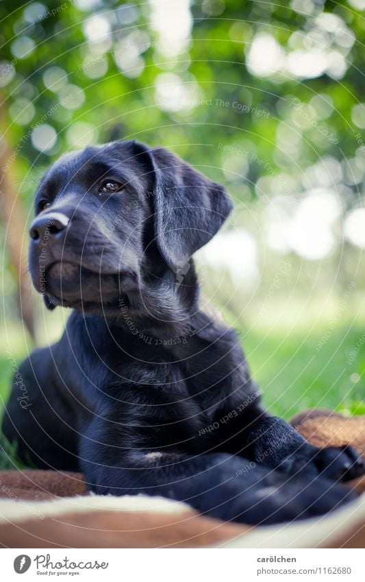 proud boy Animal Pet Dog 1 Blue Green Labrador Puppy Pride Places Lie Black basti Colour photo Exterior shot Close-up Copy Space top Shallow depth of field