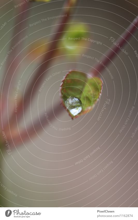 water drops Elegant Style Design Exotic Beautiful Personal hygiene Cosmetics Tourism Agriculture Forestry Nature Animal Water Drops of water Rain