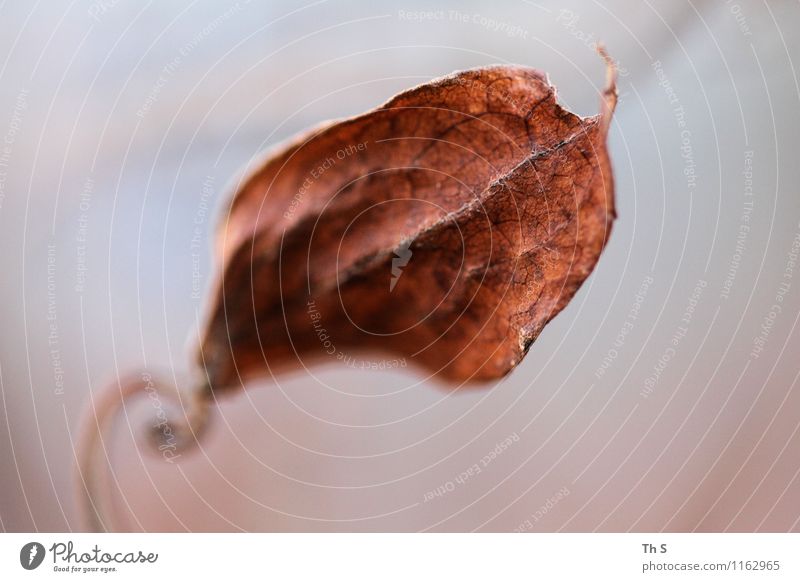 leaf Nature Plant Autumn Winter Leaf Movement Faded Esthetic Authentic Simple Elegant Natural Serene Patient Calm Colour Uniqueness Beautiful Colour photo