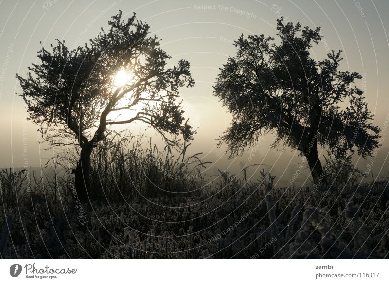 winter tyre Tree Field Ice crystal Hoar frost Fresh Symmetry Fruit trees Fog Back-light Black White Winter Frost couple Sun