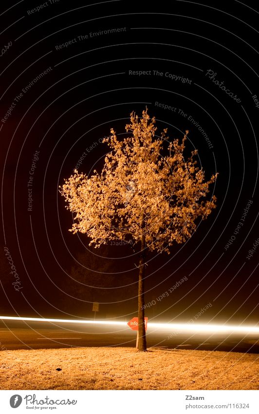 cross Tree Night Dark Light Long exposure Exposure Strip of light Speed Information Winter Cold Frozen Fog Transport Meadow Mixture Street Evening Lighting