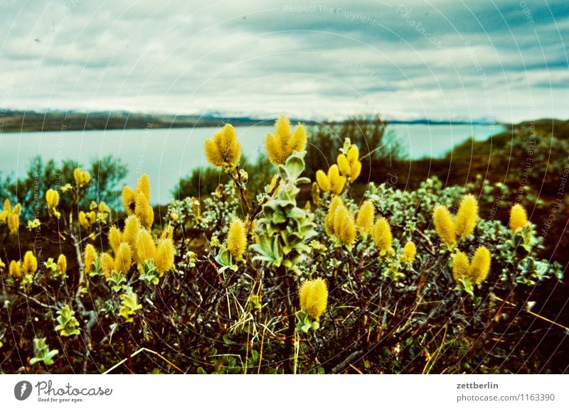 Iceland (14) Island Far-off places Longing North Sea Scandinavia Vacation & Travel Travel photography Nordic Water Ocean Nature Cold Glacier Copy Space Sky