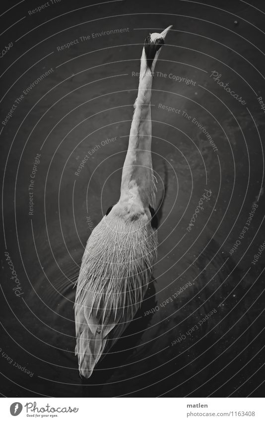 standstill Animal Wild animal Bird Wing 1 Stand Gray Black White Grey heron Stagnating Back Observe Black & white photo Exterior shot Detail Deserted