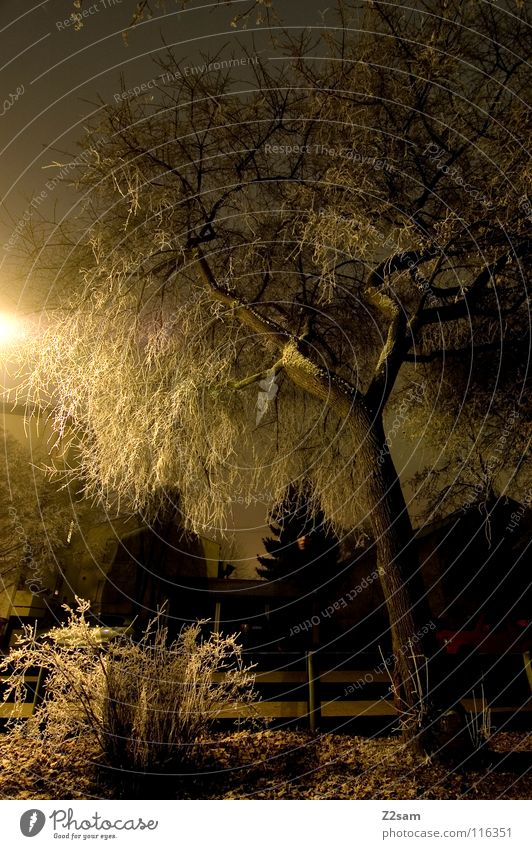 nocturnal Night Dark Tree Light Exposure Long exposure Stand Black Transparent Bushes Street lighting Lantern Yellow Frozen Winter Cold 2 Hoar frost Creepy