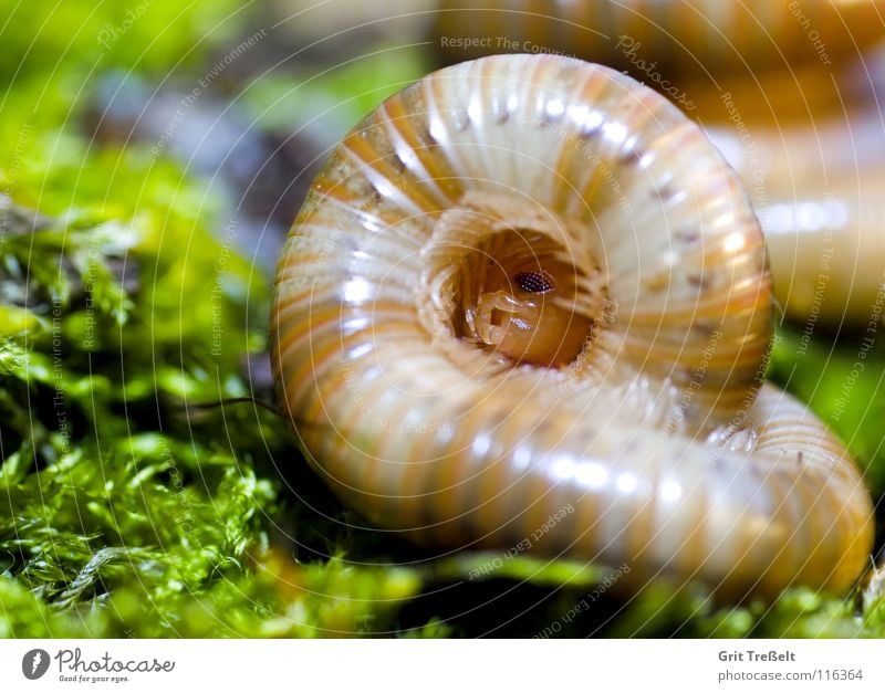 Spirostreptidae spec.1 Animal Colossus Tansania millipedes giant thousand feet Tropical species