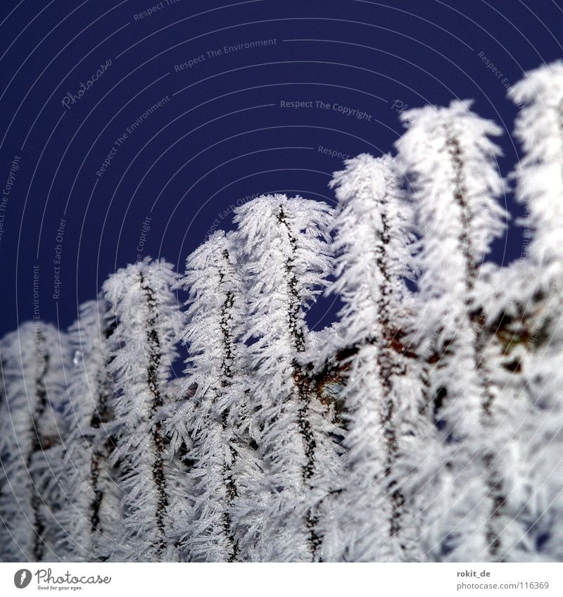 Bye 2007 Cold Fence Hoar frost Frozen Fog Above Garden fence Squeak Thorny Accumulation Door open a door garden doors Frost Crystal structure Closed