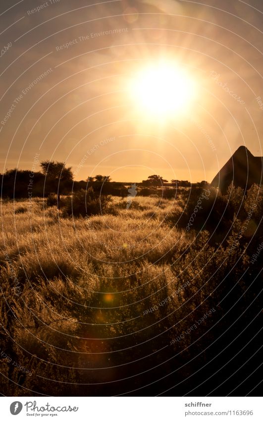 Weather | Radiance Environment Nature Landscape Plant Climate Climate change Beautiful weather Warmth Drought Desert Gold Sunbeam Sunset Sunlight Grassland