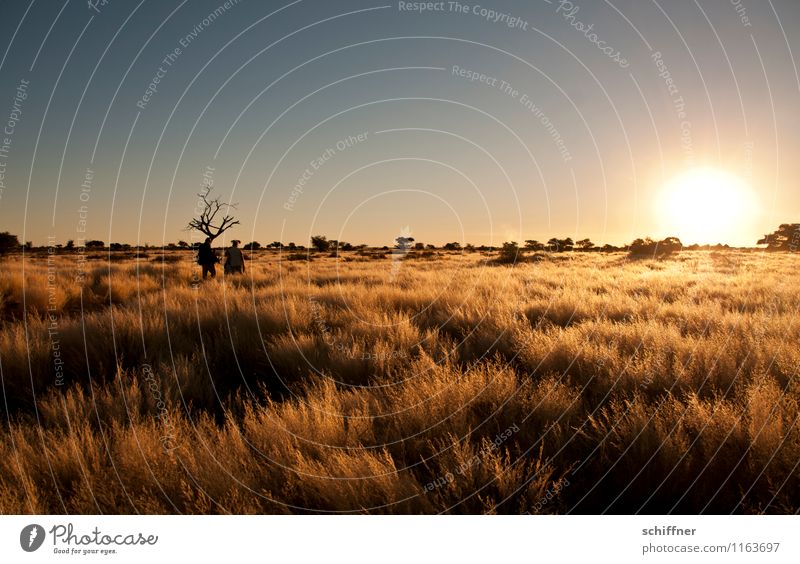 Kalahari Sunset Environment Nature Landscape Plant Cloudless sky Sunrise Climate change Beautiful weather Desert Hot Steppe Bushman Kalahari desert Namibia