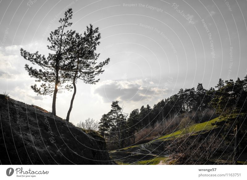 Forest near Timmenrode Nature Landscape Plant Sky Clouds Sun Spring Beautiful weather Tree Coniferous trees Coniferous forest Hill Mountain Harz Gray Green