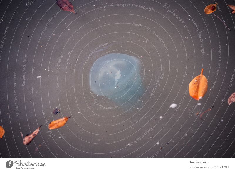 Jellyfish float in the water and various leaves swim around them. Exotic Harmonious Trip Island Nature Water Summer Beautiful weather Ocean Pacific Ocean