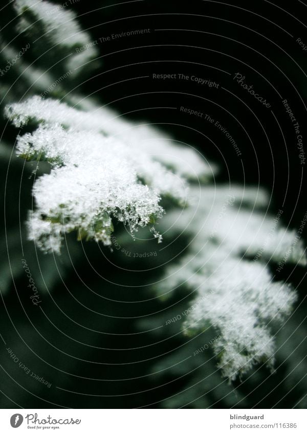 Little Winterdreams Snow crystal Ice crystal Thuja Green Cold Dark Macro (Extreme close-up) Tree Freeze to death Frozen December January Close-up