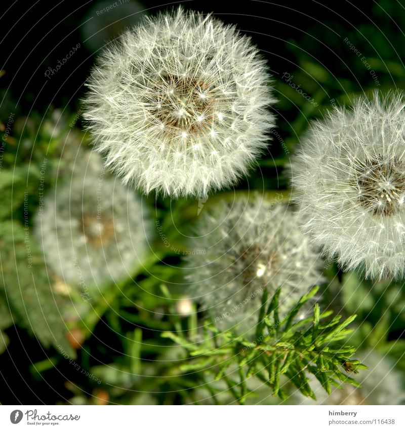 pusteblumencase Dandelion Flower Nature Wild plant Grass Summer Autumn Park Plant Seed