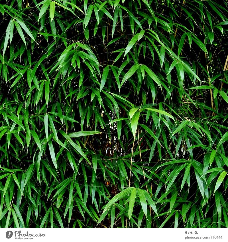 bamboo Plant Food Nutrition Material Garden art Natural product Raw materials and fuels Growth Overgrown Green Winter festival Botany bamboo-garden Bamboo stick