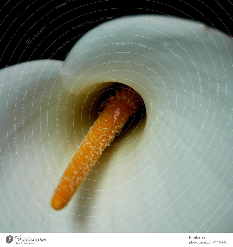 anthuriencase Pot plant Plant Flower Blossom Macro (Extreme close-up) Close-up Decoration anthuriums Bud Nature