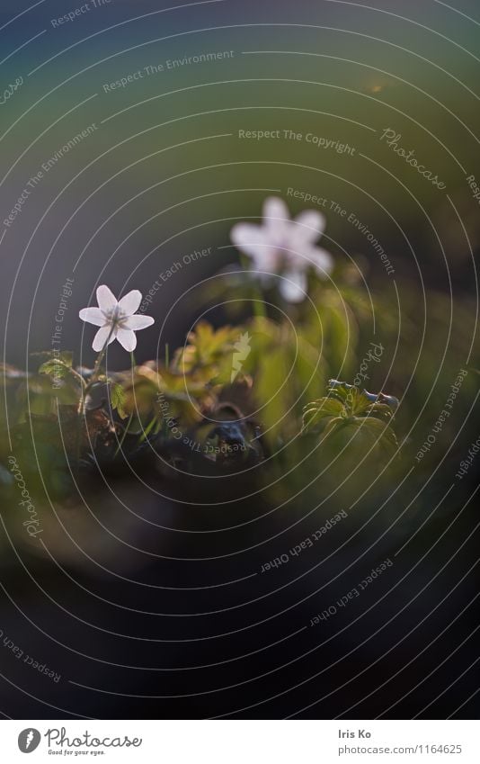 anemone Environment Nature Plant Spring Beautiful weather Meadow Forest Blossoming Illuminate Fresh Bright Soft Green White Life Wood anemone Anemone