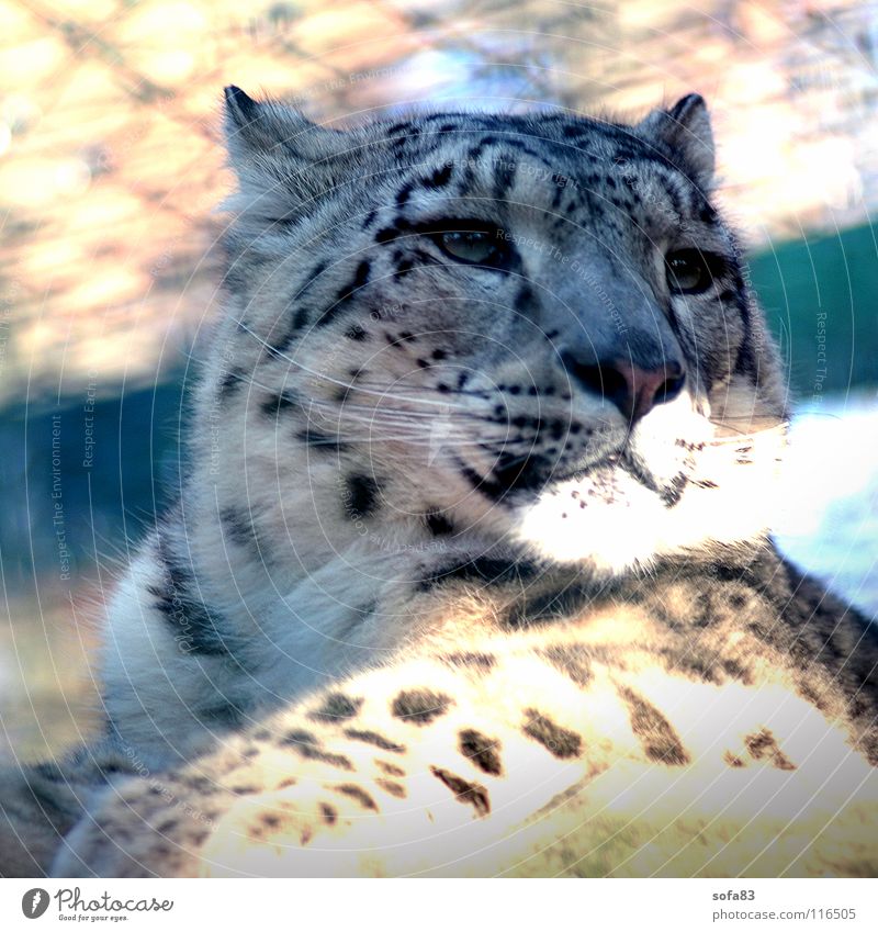 schneeleo1 Snow leopard Panther Cat Big cat Wild cat Cage Boredom Animal Zoo Berlin zoo Mammal Wild animal Interest portait portrait Loneliness