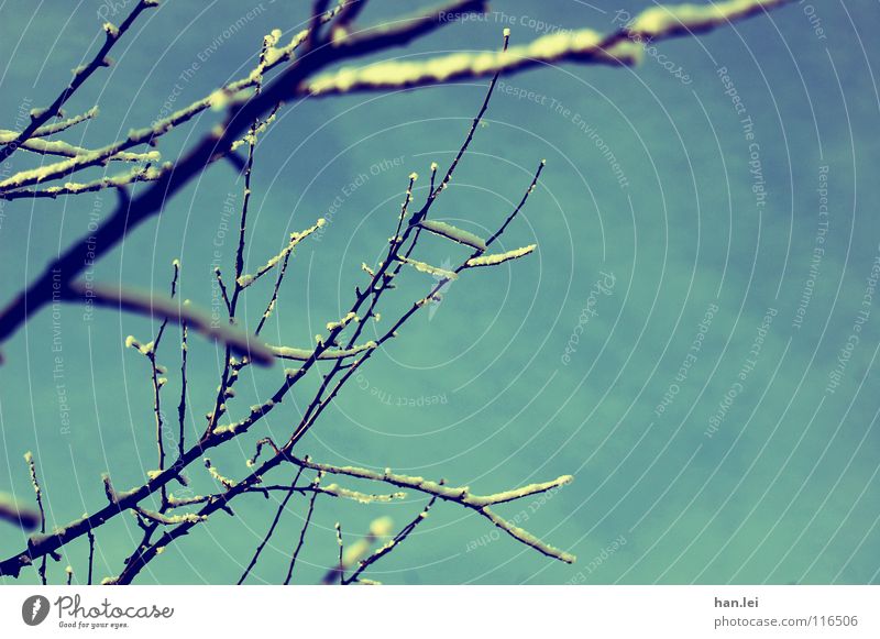 branches Winter Snow Sky Tree Cold Minus degrees Branch Frost Twig chill Colour photo Exterior shot