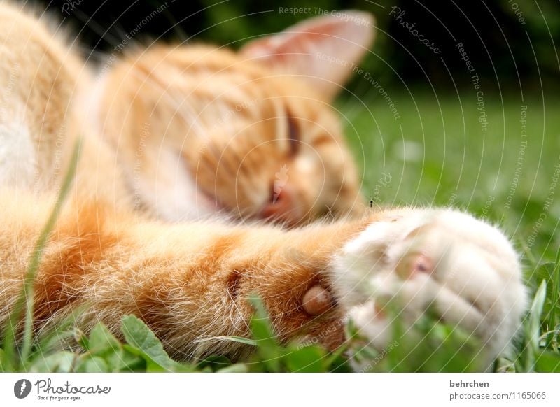 katzenviech Nature Plant Animal Spring Summer Beautiful weather Grass Garden Park Meadow Pet Cat Animal face Pelt Paw 1 Relaxation Lie Sleep Comfortable Caress