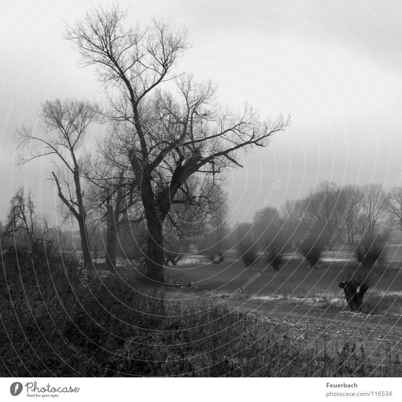 winter in the Rhine Winter Hiking Landscape Clouds Tree Bushes Meadow Coast River bank Outskirts Dark Cold Bizarre Pollarded willow Niederrhein Duesseldorf