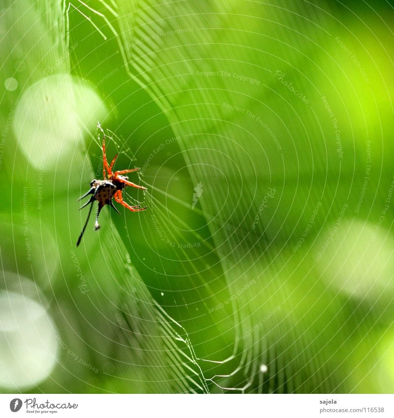 horned spider in the web Animal Virgin forest Spider 1 Net Wait Disgust Thorny Yellow Green Red Antlers Point Spider's web Circle Delicate Spiral Spokes Borneo