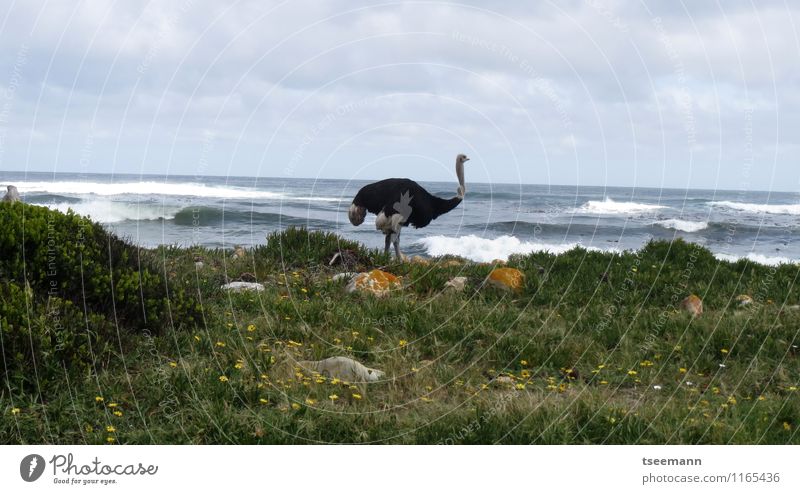 Bouquet at the Cape Nature Plant Animal Coast Wild animal 1 Gray Green Colour photo Exterior shot Deserted Copy Space left Copy Space right Copy Space top