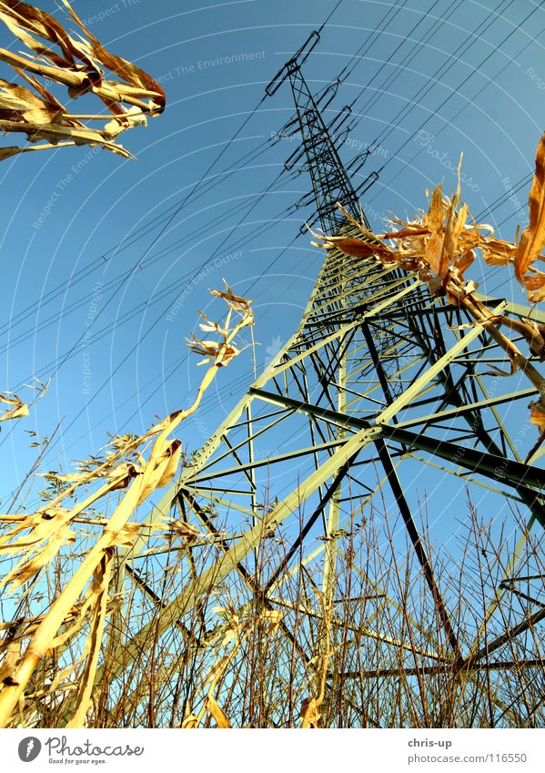 Frog looks at power pole Energy industry Field Maize field Harvest Electricity pylon Wide angle Wood Green Environmental pollution Coal power station