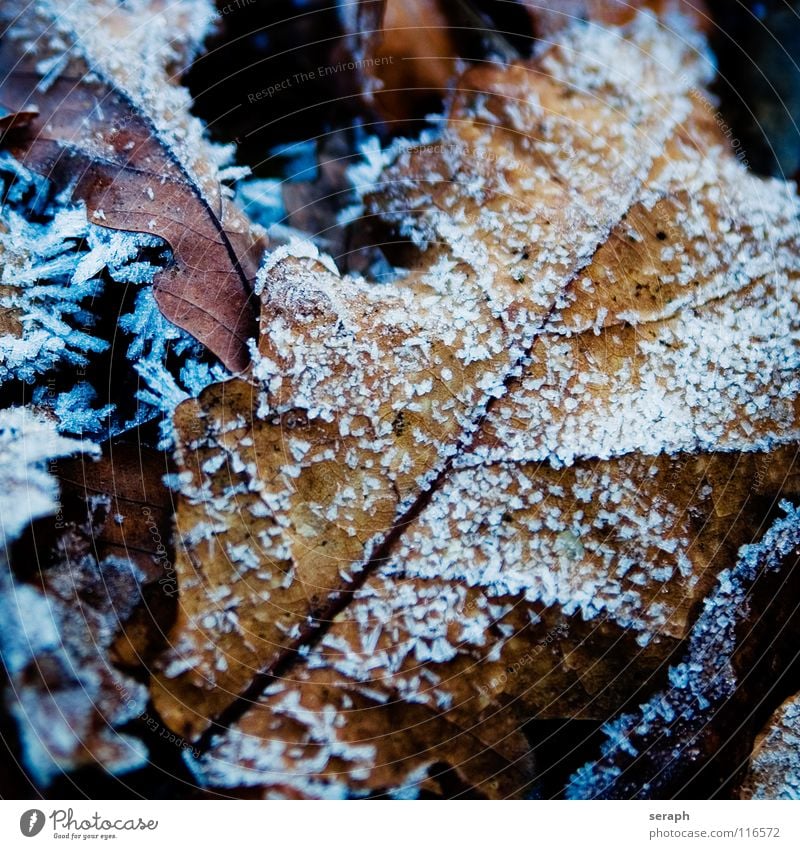 Frozen Leaves Tree Oak tree Oak leaf Leaf Treetop Leaf canopy Nature Winter Seasons Blue coloration Leaf filament Rachis Leaf green Plant Deciduous tree Branch