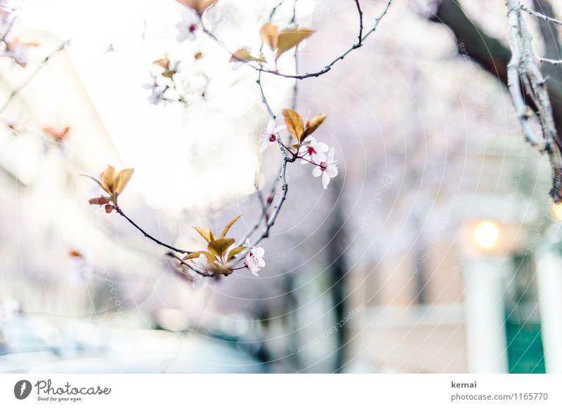 When in Rome: Blossoming streets Environment Nature Landscape Plant Sunlight Spring Beautiful weather Tree Flower Exotic Twig Growth Exceptional Elegant Violet