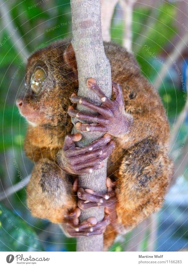 tarsius Animal Wild animal goblin maki Nature Asia Barrio Cancatac Bohol Philippines To hold on Paw Fingers Colour photo Exterior shot Day Long shot