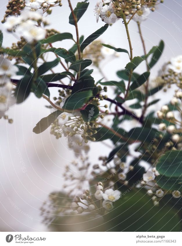 tentative insights Nature Plant Spring Blossom Wild plant Elder Bouquet Decoration Wedding Happy Spring fever Together Love Fragrance printemps Elderflower