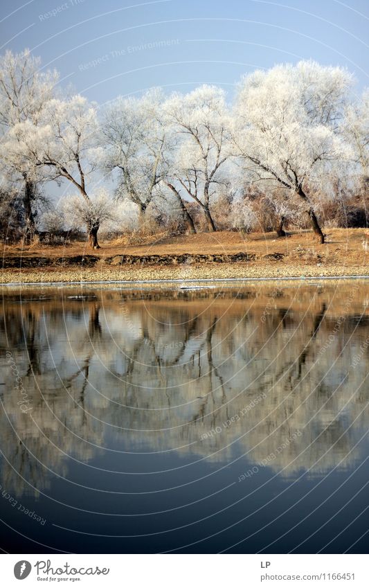 Mures Nature Landscape Earth Water Cloudless sky Spring Winter Ice Frost Tree River bank Lake Cool (slang) Far-off places Blue White Endurance Orderliness Life