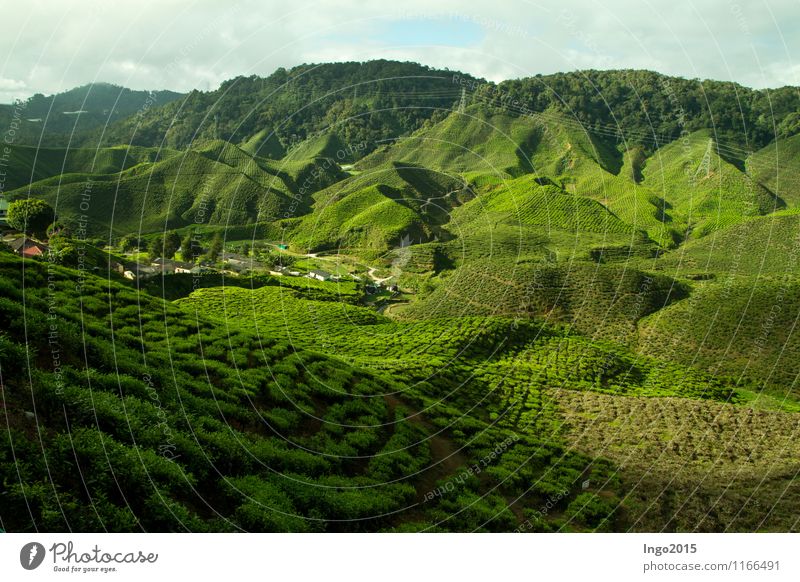 Cameron Highlands Tea Nature Landscape Plant Sunlight Summer Beautiful weather Foliage plant Agricultural crop Field Virgin forest Hill Growth Green Tea plants