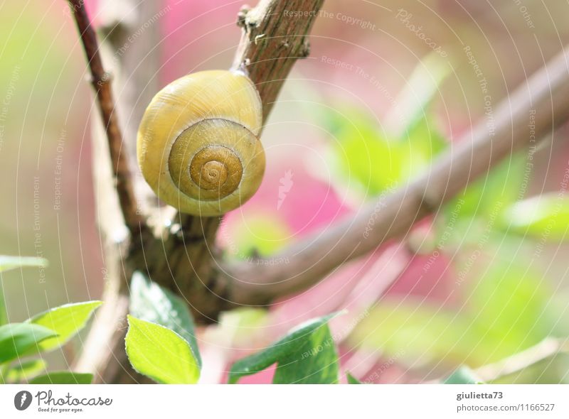 spring snail Environment Nature Animal Spring Summer Bushes Garden Park Wild animal Snail Garden snail 1 To enjoy Sleep Wait Esthetic Yellow Green Pink Slowly