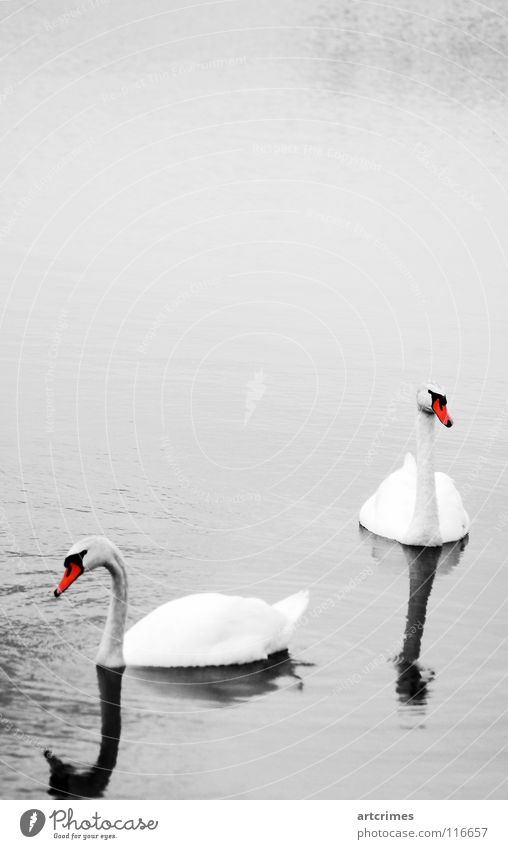 togetherness Bird Lake Autumn Black White Red Gray Emotions Reflection Affection Exterior shot Love Calm waterfowl Water Shadow Beautiful Graceful Contrast