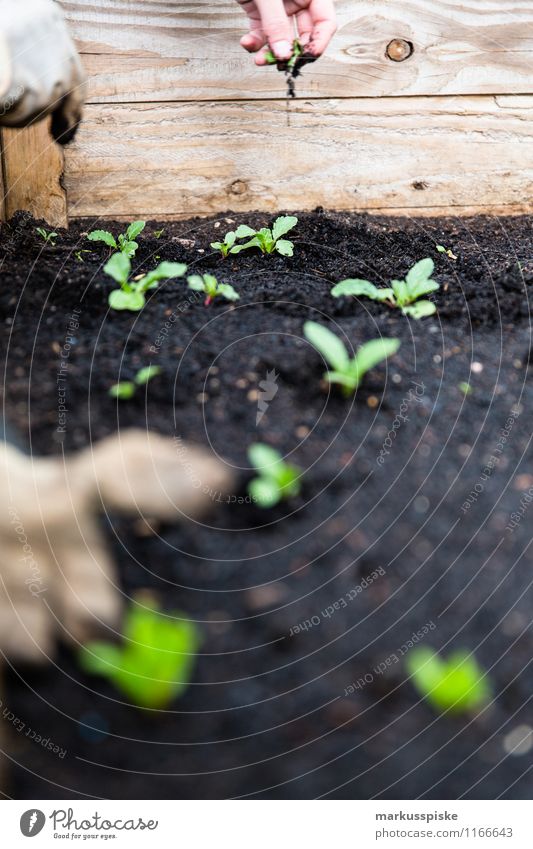 raised bed urban gardening Food Lettuce Salad Organic produce Vegetarian diet Diet Slow food Healthy Eating Life Well-being Leisure and hobbies