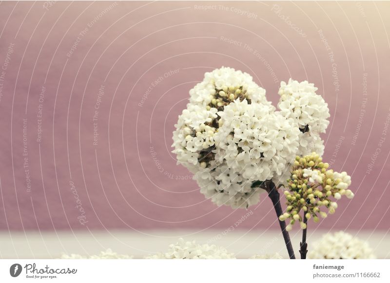 white striped Plant Beautiful weather Fragrance Spring fever Spring colours Spring day Lilac Striped Pink White Sunbeam Sunlight Bright Pastel tone