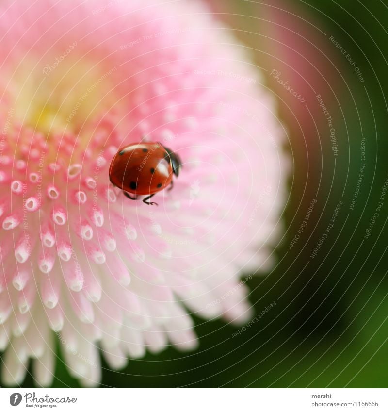 scorer Nature Plant Flower Animal 1 Moody Daisy Ladybird Beetle Desire Happy Point Colour photo Exterior shot Close-up Detail Macro (Extreme close-up) Day