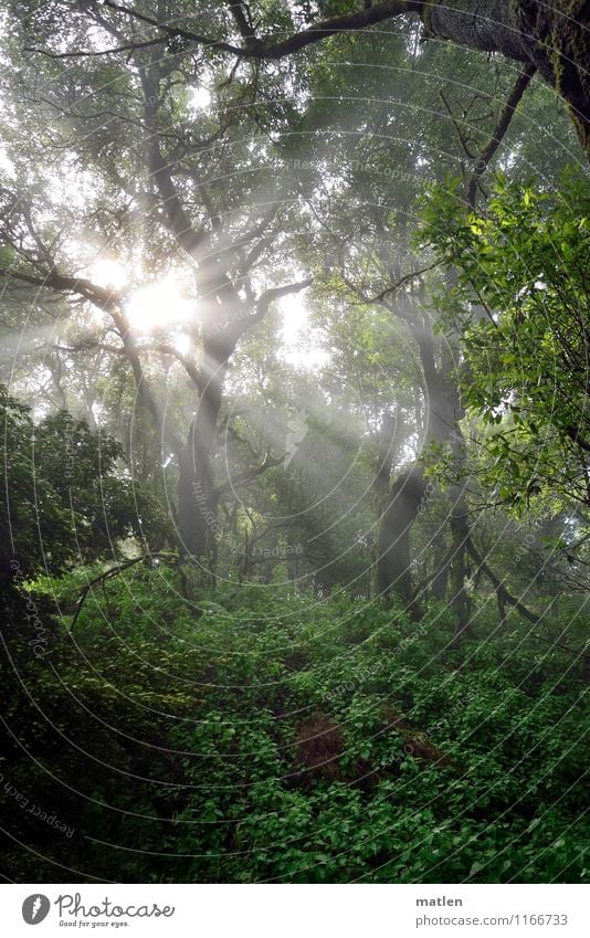 stoa Nature Landscape Plant Sunlight Weather Beautiful weather Tree Flower Grass Bushes Moss Ivy Fern Leaf Wild plant Forest Deserted Illuminate Dark Bright