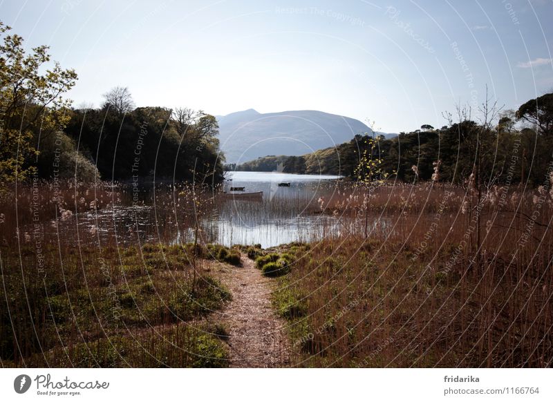 enchanted Environment Nature Landscape Plant Animal Cloudless sky Spring Beautiful weather Bushes Moss Meadow Mountain Lakeside Bog Marsh Lanes & trails