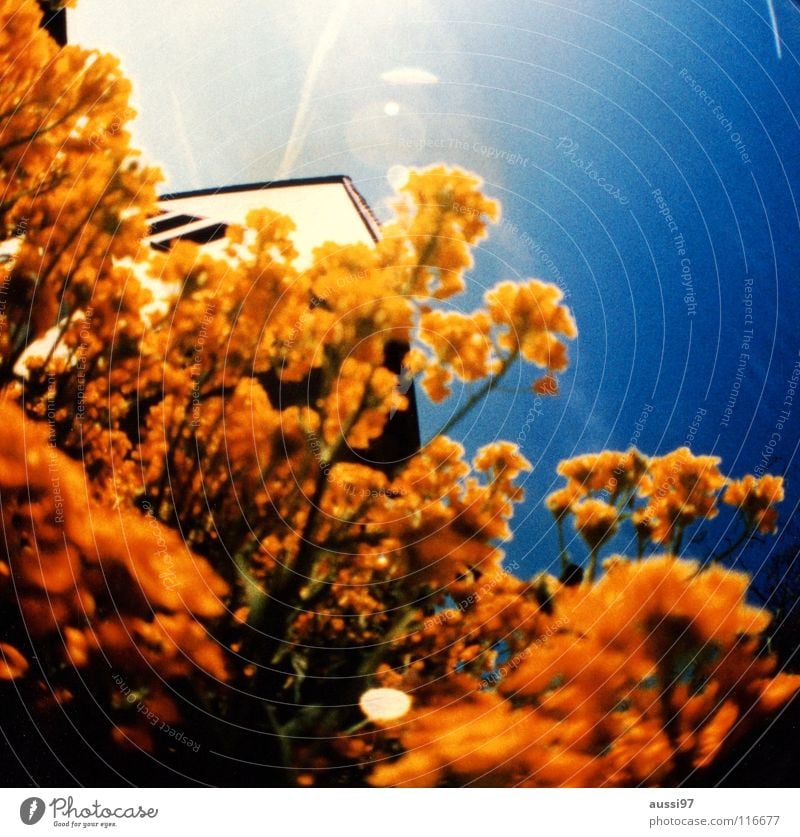 sight Flower Flashy Fisheye Round Thorough Roof Shaft of light Vapor trail Sunlight Holga Summer Macro (Extreme close-up) Close-up sea of plants Lens Lomography