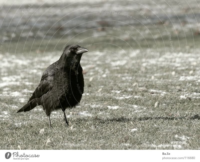 ...discovered what? Raven birds Animal Bird Stuttgart Park Black Grass Exterior shot Portrait photograph Germany Landscape