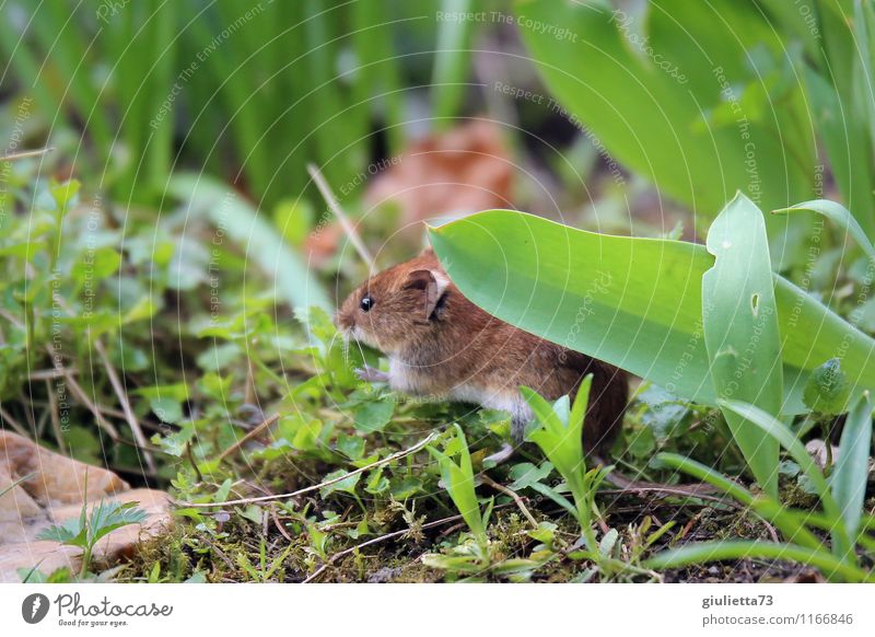 I see you, sweetheart! Animal Wild animal Mouse wood mouse garden mouse 1 Observe To feed Crouch Cute Speed Brown Green Happy Spring fever Destructive weed