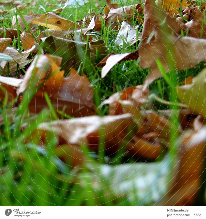 autumn foliage Autumn Leaf Green Brown Red Brownish Park Meadow Grass Blade of grass Muddled Multicoloured Mixture October Worm's-eye view Early fall To dry up