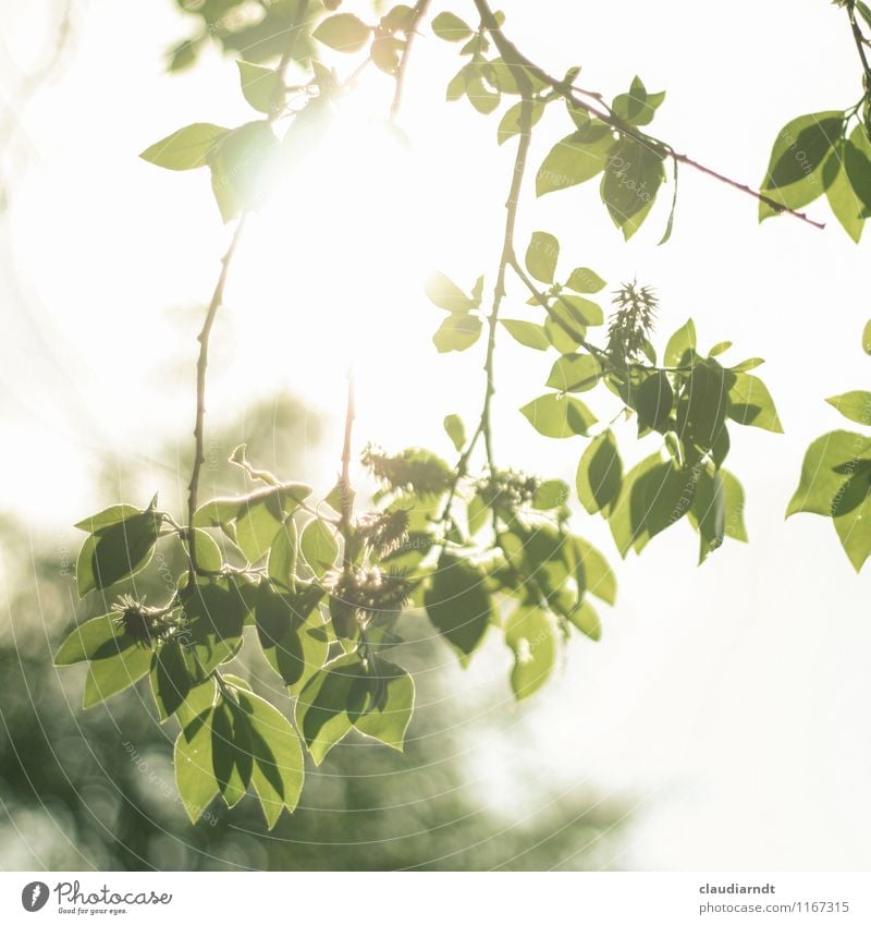 Play of light Environment Nature Plant Sky Sun Summer Beautiful weather Tree Leaf Bright Green Twigs and branches Translucent Blur Flashy Colour photo