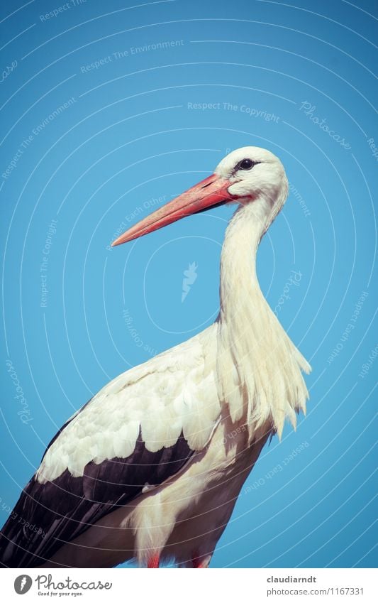 stork portrait Nature Animal Cloudless sky Beautiful weather Wild animal Bird Stork 1 Pride Environmental protection adebar Beak Feather Stand Colour photo