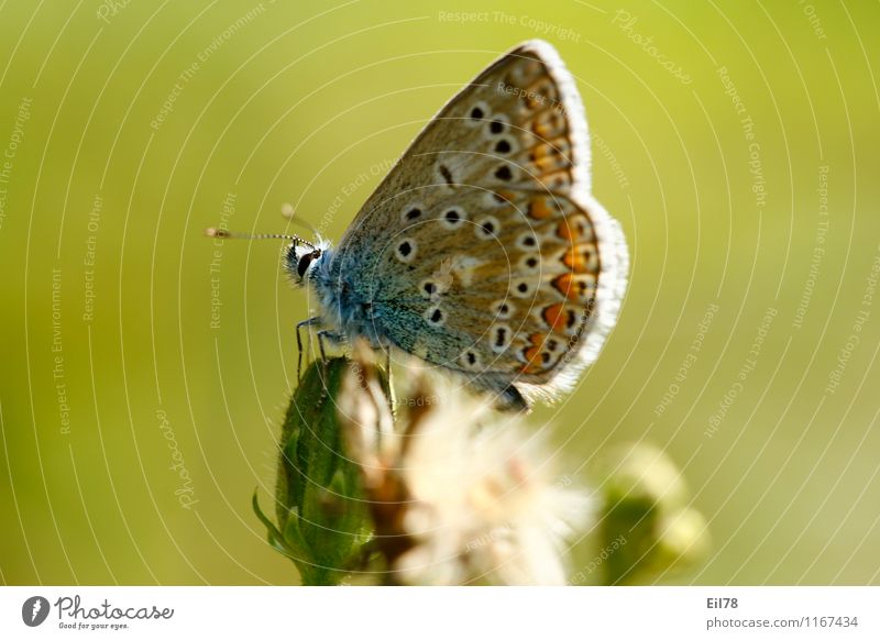 Speckle-breasted Blue Finch Butterfly 1 Animal Joy Happiness Joie de vivre (Vitality) Spring fever Common blue Sideways Summer Colour photo Multicoloured