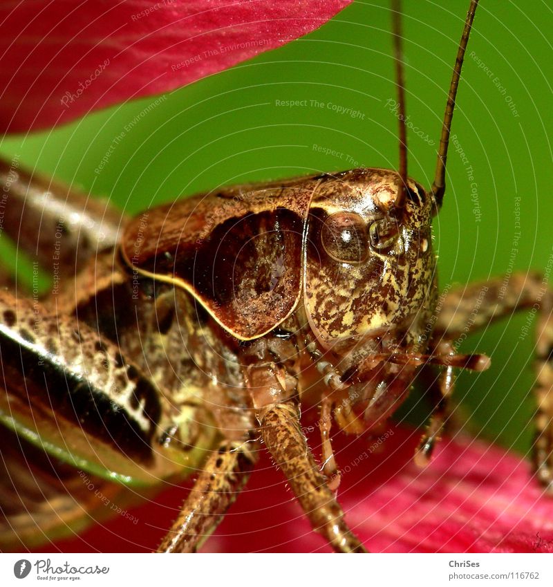 Common_shrub_shrimp_02 Locust House cricket Green Brown Pink Jump Feeler Summer Insect Animal Living thing Northern Forest Macro (Extreme close-up) Close-up