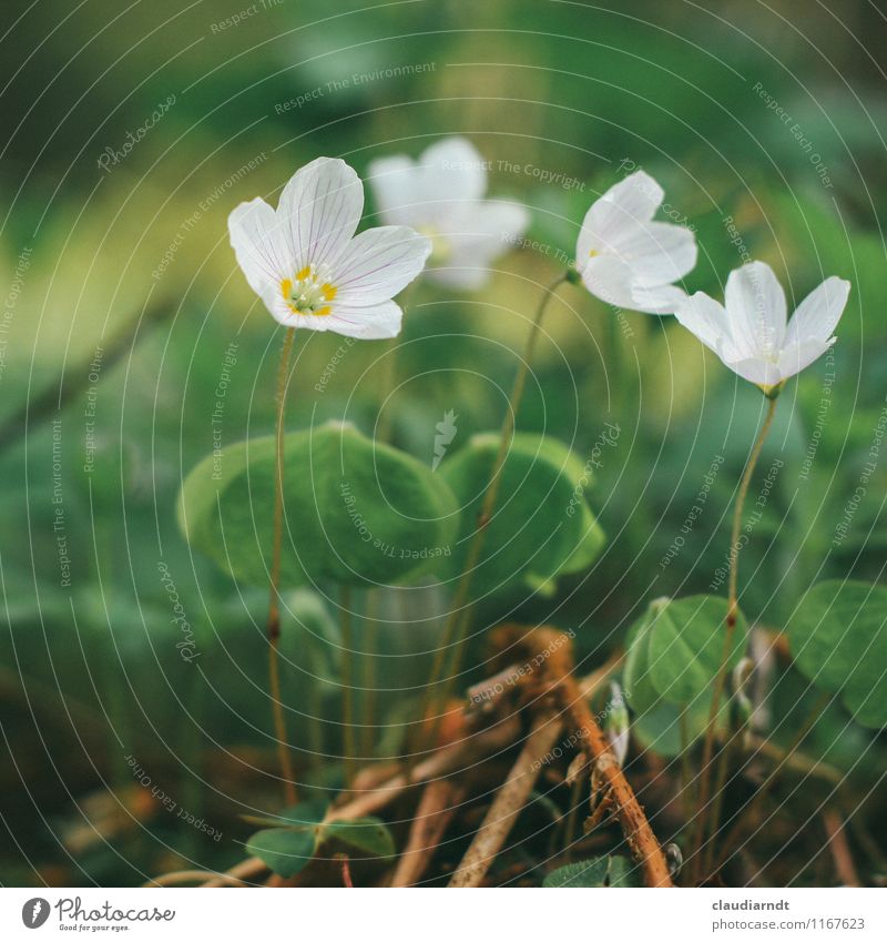 wood sorrel Environment Nature Plant Spring Flower Blossom Wild plant Common wood sorrel Clover Cloverleaf Clover blossom Forest Blossoming Green White Delicate